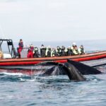 Húsavík: Big Whales and Puffin Island Speedboat Tour - Final Thoughts