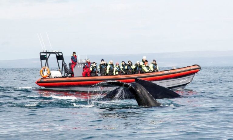 Húsavík: Big Whales and Puffin Island Speedboat Tour - Final Thoughts