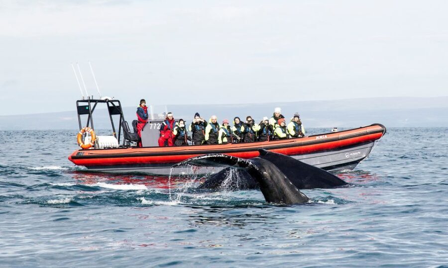Húsavík: Big Whales and Puffin Island Speedboat Tour - Final Thoughts