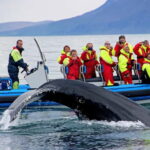 Húsavík: Original Big Whale Safari & Puffins by Speedboat - Key Points