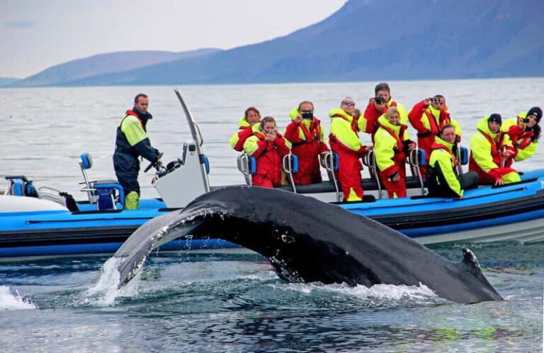 Húsavík: Original Big Whale Safari & Puffins by Speedboat - Key Points