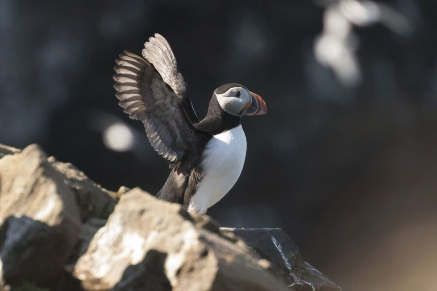Húsavík: Whale-Watching Cruise and Puffins Guided Tour - The Value: Why It’s Worth the Price