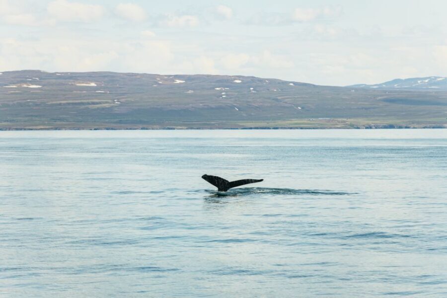 Húsavík: Whale Watching Tour with Guide - What Makes This Tour Stand Out?