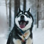 Husky Adventure with 6-10km Safari in Lapland - The Complete Husky Adventure Experience