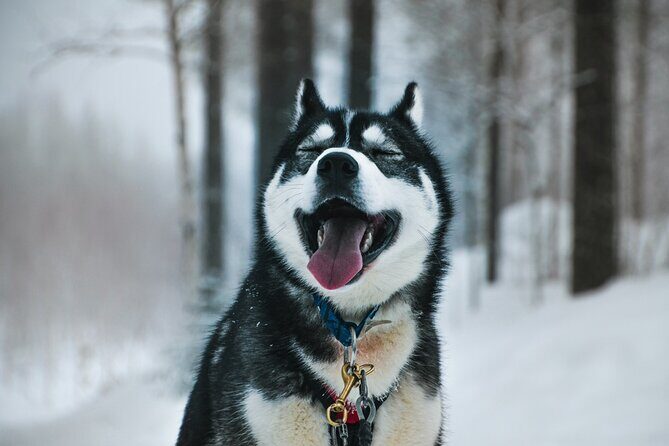 Husky Adventure with 6-10km Safari in Lapland - The Complete Husky Adventure Experience