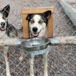 Husky cuddle at Fjälläventyr Dog Park - admission ticket - Why This Tour Works Well for Travelers