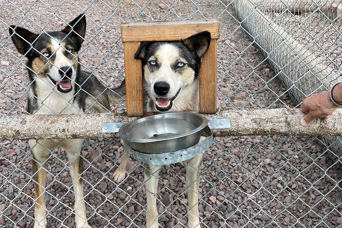 Husky cuddle at Fjälläventyr Dog Park - admission ticket - Why This Tour Works Well for Travelers