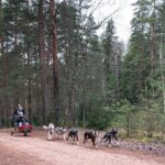 Husky dog sled/bike kart ride in Latvia ~ 3h group tour from Riga - The Sum Up: Why This Tour Is a Win