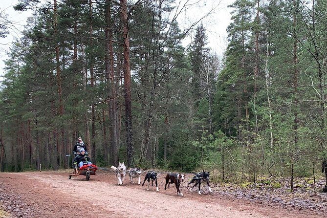 Husky dog sled/bike kart ride in Latvia ~ 3h group tour from Riga - The Sum Up: Why This Tour Is a Win