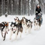 Husky Dog Sledding Tour From Riga - Exploring the Husky Dog Sledding Tour: An In-Depth Look