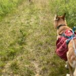 Husky Hike and Forest Adventure - The Practicalities and Value
