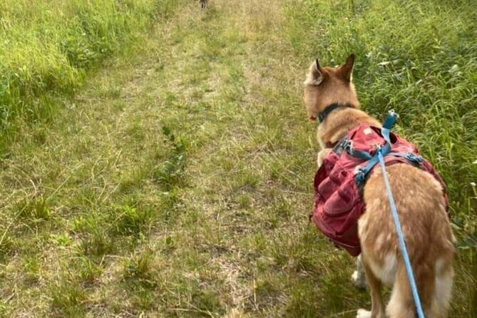 Husky Hike and Forest Adventure - The Practicalities and Value