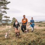 Husky Hike and Puppy Visit with Lunch - Who Should Consider This Tour?