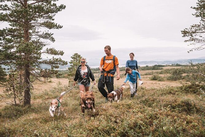 Husky Hike and Puppy Visit with Lunch - Who Should Consider This Tour?