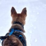 Husky Hike, Snowshoe hike with huskies - Frequently Asked Questions