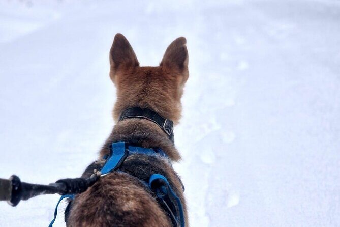 Husky Hike, Snowshoe hike with huskies - Frequently Asked Questions