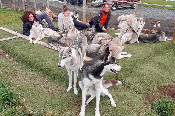 Husky Petting in Akureyri (private) - A Detailed Look at the Husky Petting Experience