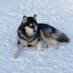 Husky safari - A Close Look at the Husky Safari Experience