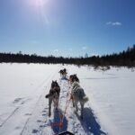 Husky Safari from Levi 2 KM or 5 KM with Husky Sledge Ride - What’s Included and What’s Not