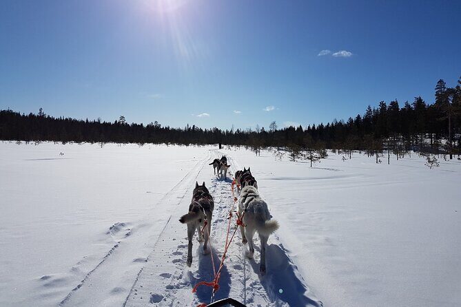 Husky Safari from Levi 2 KM or 5 KM with Husky Sledge Ride - What’s Included and What’s Not