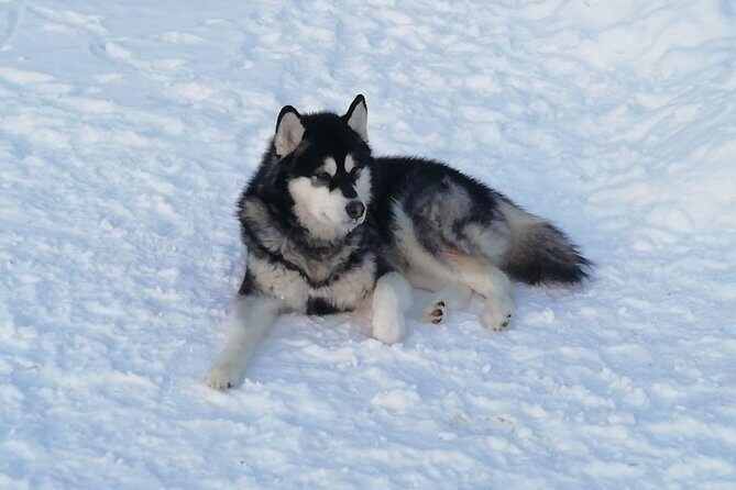 Husky safari - A Close Look at the Husky Safari Experience