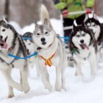 Husky Tour Experience in Levi - An In-Depth Look at the Husky Tour Experience