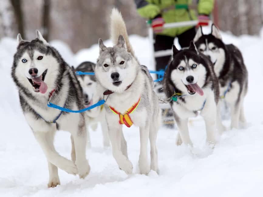 Husky Tour Experience in Levi - An In-Depth Look at the Husky Tour Experience