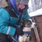 Husky Tour Sit and Drive Combo Tour from Kiruna - Details That Matter