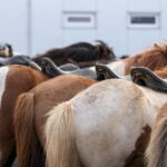 Hveragerdi: Countryside Charm Horse Riding Tour - A Closer Look at the Hveragerdi Horse Riding Tour