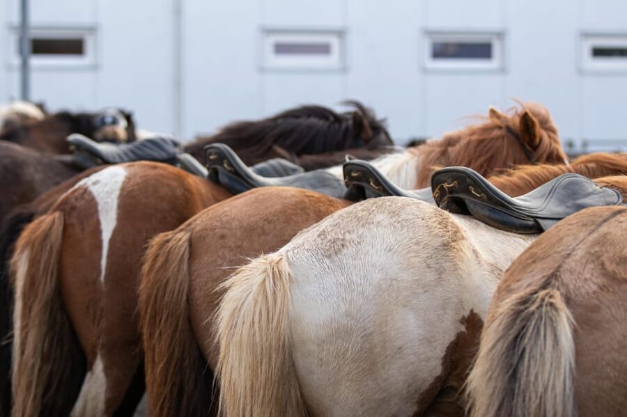 Hveragerdi: Countryside Charm Horse Riding Tour - A Closer Look at the Hveragerdi Horse Riding Tour