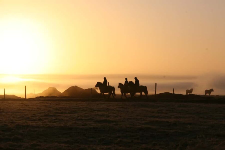 Hveragerdi: The Siggi Horse Riding Tour - A Detailed Look at the Siggi Horse Riding Tour