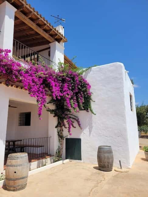 IBIZA Wine Tour: Wine Tasting + TAPAS + Olive Oil+ Transport - Practical Details & What You Should Know