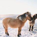 Iceland: Christmas Golden Circle Tour with Santa - Practical Details and Value