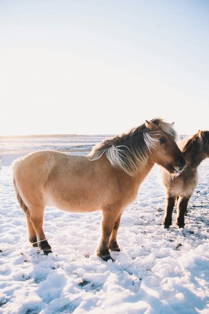 Iceland: Christmas Golden Circle Tour with Santa - Practical Details and Value