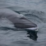 Iceland Super Saver: Northern Lights Cruise plus Whale-Watching Tour from Reykjavik - FAQ