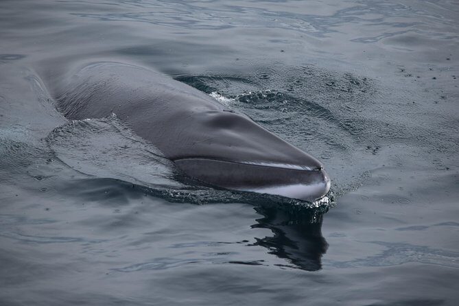Iceland Super Saver: Northern Lights Cruise plus Whale-Watching Tour from Reykjavik - FAQ