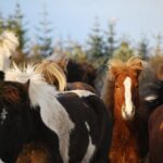 Icelandic Horse Riding and Whale Watching Tour from Reykjavik - Why This Tour Offers Good Value
