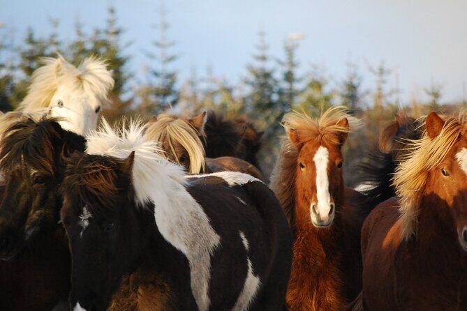 Icelandic Horse Riding and Whale Watching Tour from Reykjavik - Why This Tour Offers Good Value
