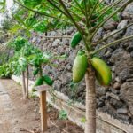 Icod de los Vinos: Dragon Tree & Botanical Garden Ticket - Who Will Enjoy This Tour?