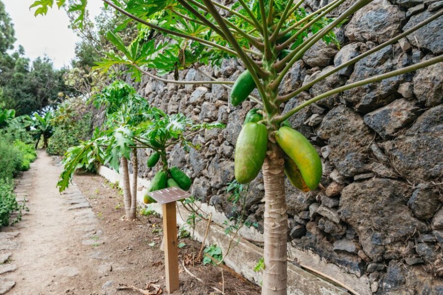 Icod de los Vinos: Dragon Tree & Botanical Garden Ticket - Who Will Enjoy This Tour?