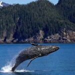 Icy Strait Shore Excursion: Whale Watching Adventure Tour - Pricing and Value