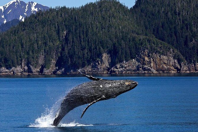 Icy Strait Shore Excursion: Whale Watching Adventure Tour - Pricing and Value