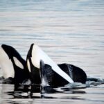 Icy Strait Whale & Wildlife Endeavor - The Sum Up: Who Will Love This Tour?