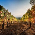 Il Monsù: A Journey through Nebbiolo, Barbaresco, and Barolo - Guided Tour: Uncovering Piedmontese Winemaking