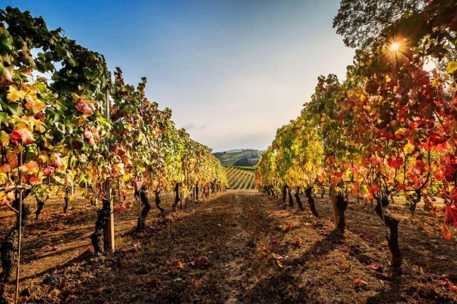 Il Monsù: A Journey through Nebbiolo, Barbaresco, and Barolo - Guided Tour: Uncovering Piedmontese Winemaking