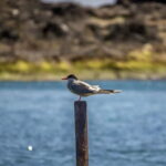 Ilhéu de Vila Franca: Inside Guided Natural Reserve Geo Tour - FAQs