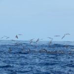 Ilhéus das Cabras in Terceira Island - An In-Depth Look at the Ilhéus das Cabras Tour