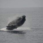 'Imiloa Express Whale Watch and Cocktail Tour - Why This Tour Works for Certain Travelers