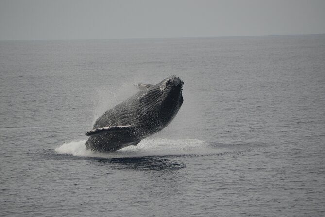 'Imiloa Express Whale Watch and Cocktail Tour - Why This Tour Works for Certain Travelers