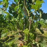 Immersion in the Geneva vineyards by tuktuk with tasting - The Sum Up: Why This Tour Could Be Your Geneva Highlight